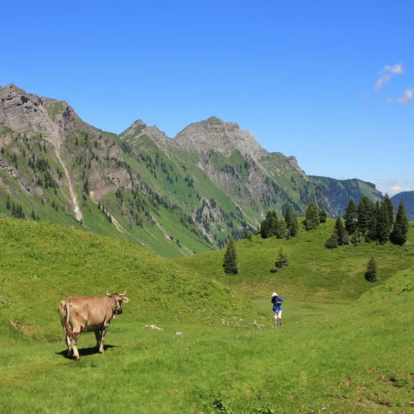 Cow looking at a hiker in the Swiss Alps — Stock Photo, Image