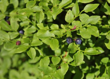 Alpler'de büyüyen ekilmemiş yaban mersini