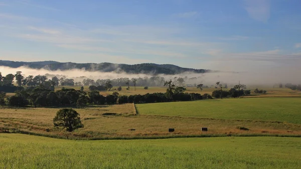Fogy morning in rural New South Wales — Stock Photo, Image