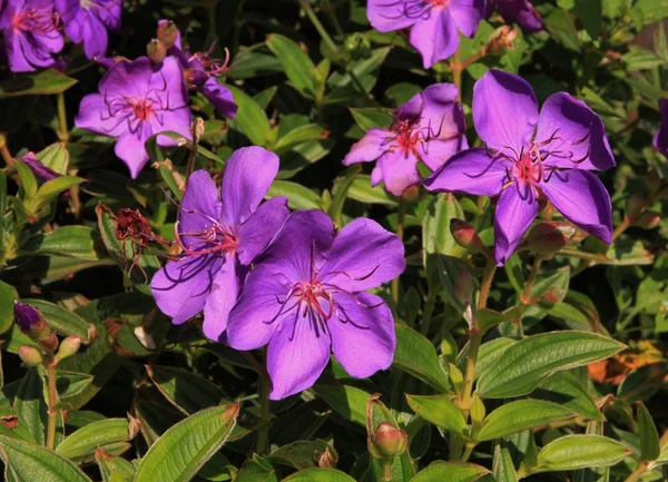 Flores de arbusto de glória — Fotografia de Stock