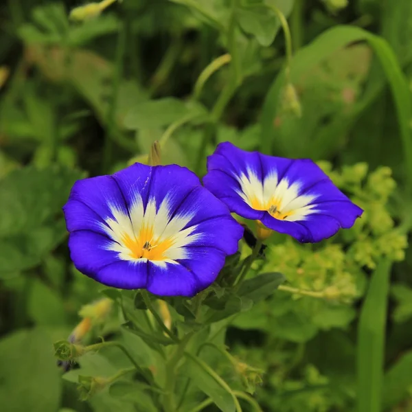 Petúnia branca azul — Fotografia de Stock