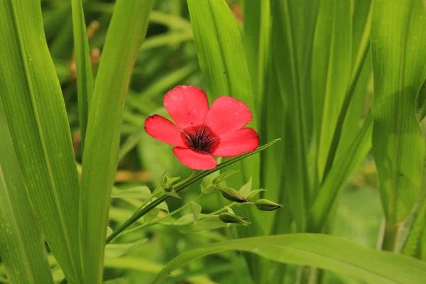 Flor de linho vermelho — Fotografia de Stock