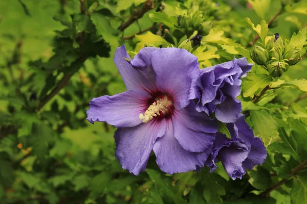 Flor de hibisco púrpura — Fotografia de Stock