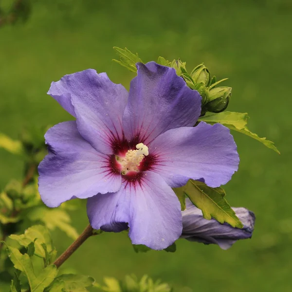 Lila hibiszkusz, trópusi nyári virág — Stock Fotó
