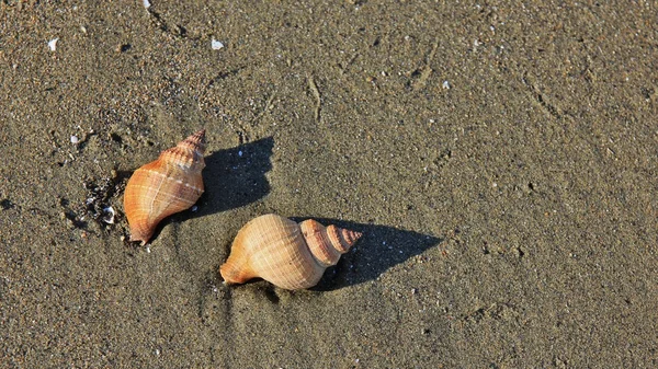 Sea shells at a beach in New Zealand — Stock Photo, Image