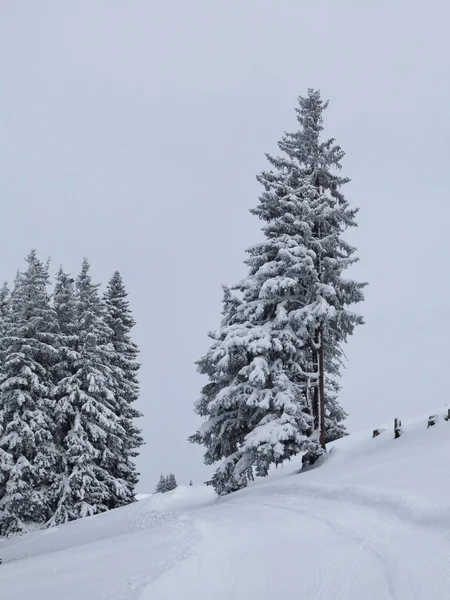 Firs after new snowfall — Stock Photo, Image