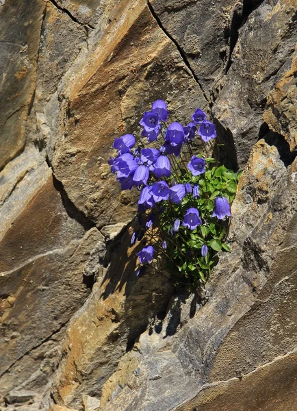 Flor do sino alpino crescendo em uma rocha nos Alpes — Fotografia de Stock