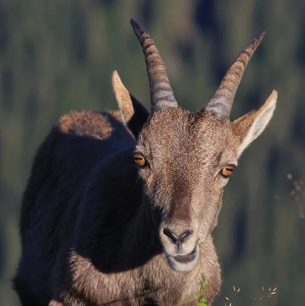 Female alpine ibex — Stock Photo, Image