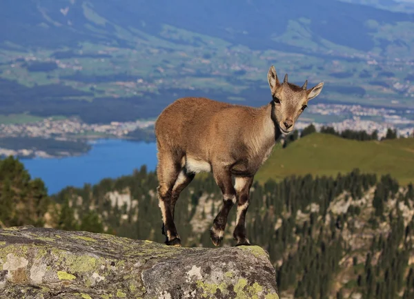 可爱的高山 ibex 宝宝 — 图库照片