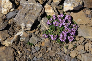 3000 m yüksekliği üzerinde büyüyen mor dağ saxifrage