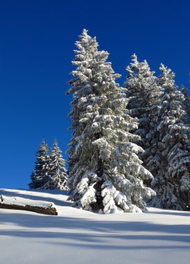 Gstaad'da kışlık ağaçlar
