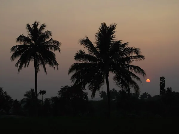Indian sunset, silhouettes of palm trees
