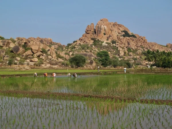 Granit dağ ve pirinç alanında hampi, Hindistan — Stok fotoğraf