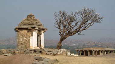 Frangipani ağaç ve kalıntıları Hampi, Hindistan