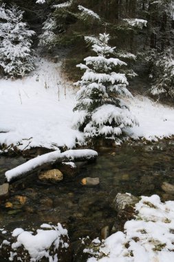 Saanenland Vadisi 'nde kış sahnesi.