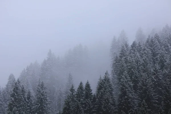 Cime Des Arbres Par Une Journée Printemps Enneigée — Photo