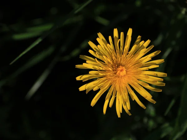 Sarı Karahindiba Yabani Bahar Çiçeği — Stok fotoğraf