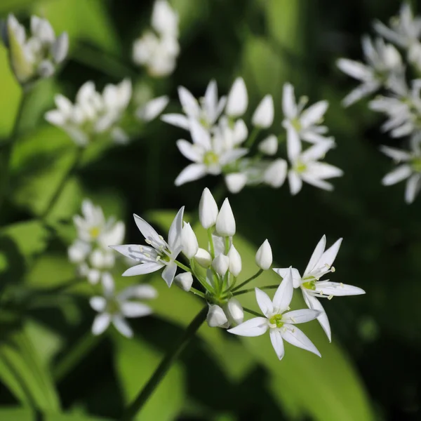 Vilda Vitlöksblommor Allium Ursinum — Stockfoto