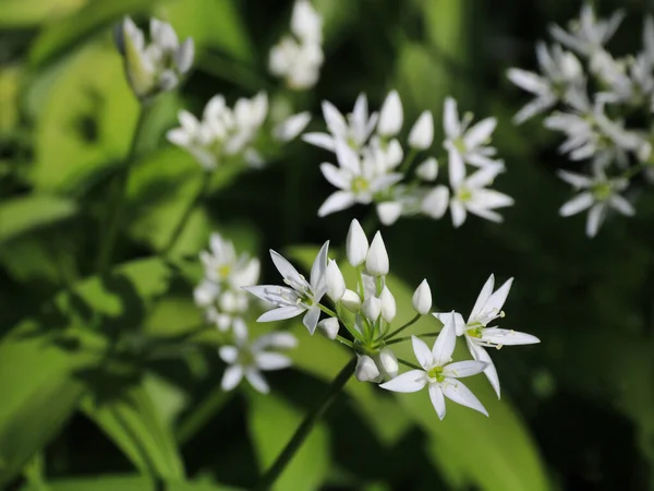 Vilda Vitlöksblommor Ätlig Vild Ört — Stockfoto