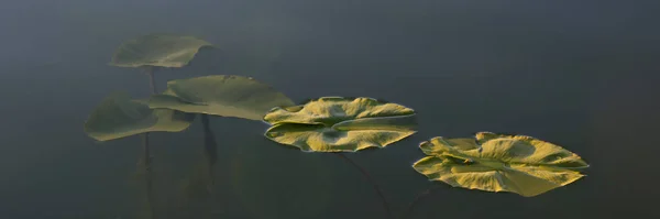 Gröna Blad Havsrosor Morgonen Ljus — Stockfoto