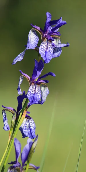 チューリッヒ州パフェフィコン湖沿岸で成長するAzure Blue Lily — ストック写真