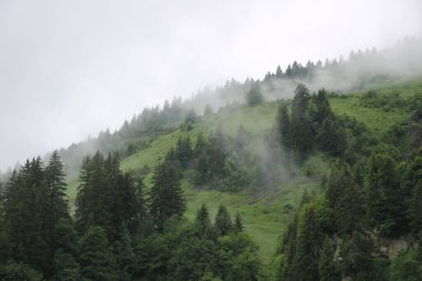 Pine forest and green meadow on a rainy summer day. Fog creating a mystic ambience.