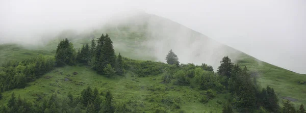 Green Mountain Meadow Trees Seen Planalp Switzerland — Foto de Stock