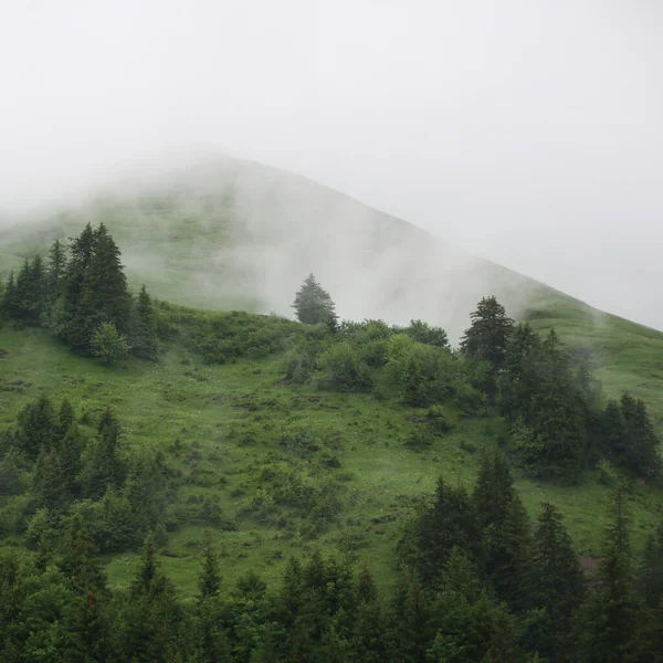 Green Mountain Meadow Trees Seen Planalp Switzerland — Foto de Stock