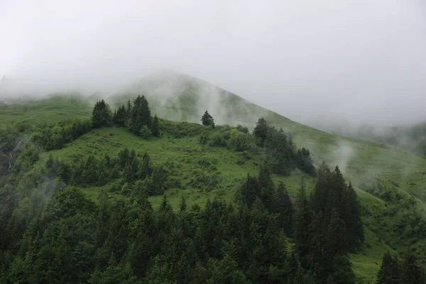 Pine Forest Green Meadow Rainy Summer Day Fog Creating Mystic — Foto de Stock