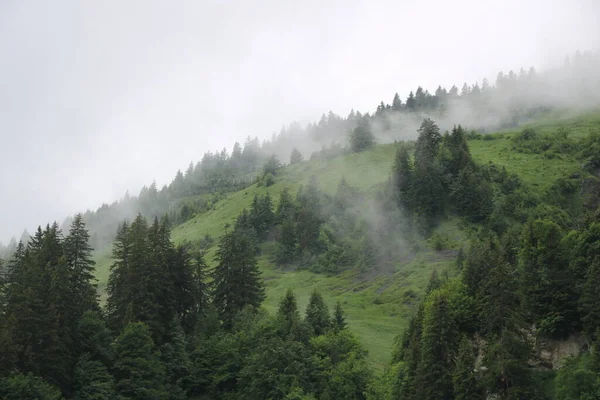 Pine Forest Green Meadow Rainy Summer Day Fog Creating Mystic — Stok fotoğraf