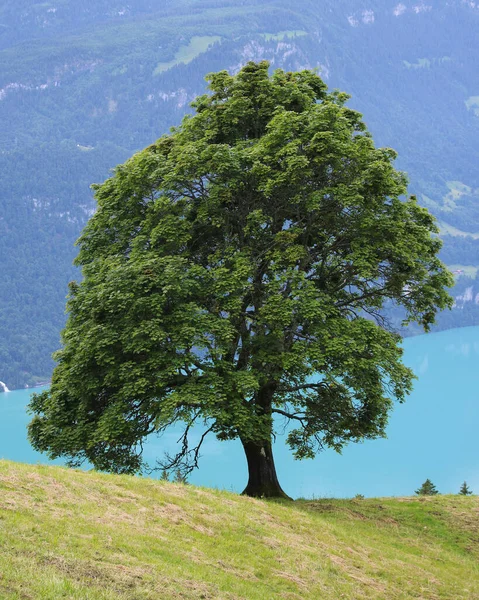 Old Sycamore Maple Tree Growing Lake Brienzersee — Stok fotoğraf