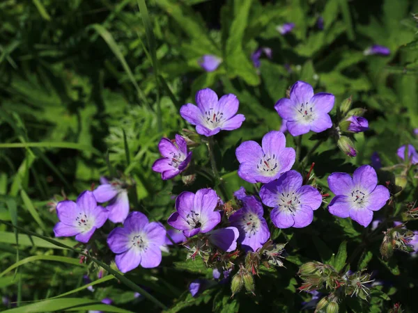 Meadow Cranesbill 瑞士紫色野花 — 图库照片