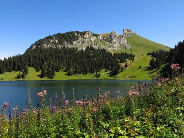 Wildflowers, lake Oberstockensee and Stockhorn — Stock Photo, Image