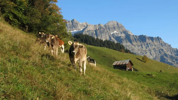 Grazing calves in Glarus — Stock Photo, Image
