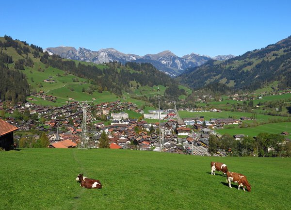 Grazing cows in Zweisimmen