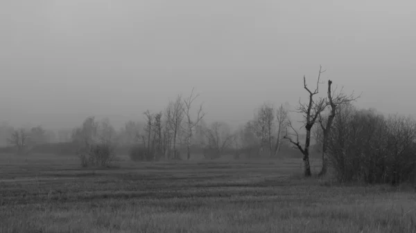 Grey Aralık günü — Stok fotoğraf