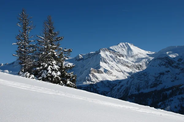 Wildhorn és lucfenyő — Stock Fotó