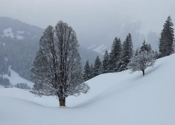 Деревья зимой — стоковое фото