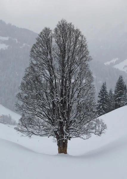 冬の大きな古いカエデの木 — ストック写真