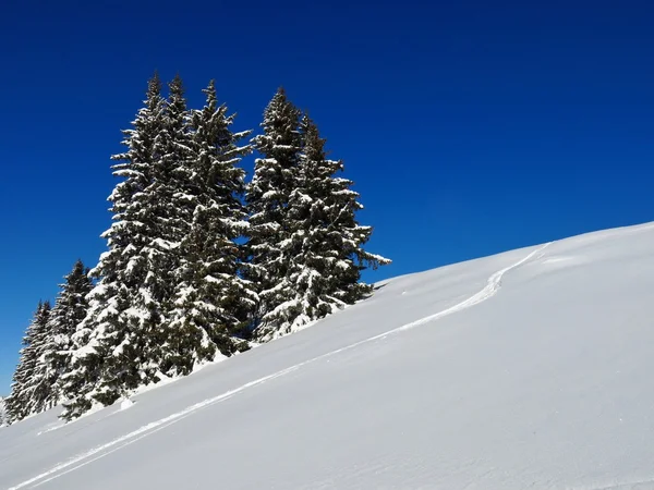 Powder snow and spruces — Stock Photo, Image