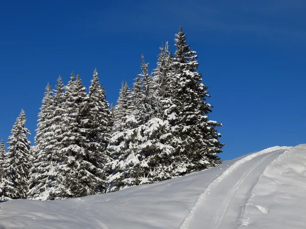 Firs and ski slope — Stock Photo, Image