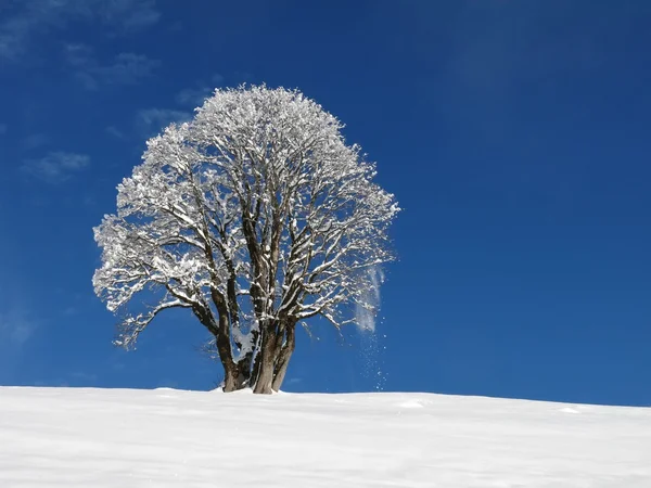 Maple tree in winter Royalty Free Stock Photos