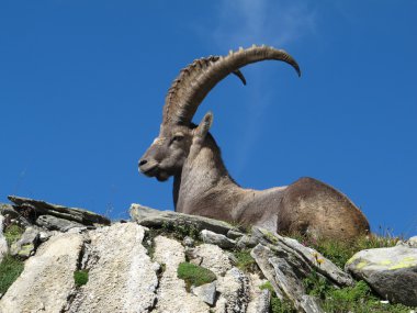 Görkemli Alp dağ keçisi