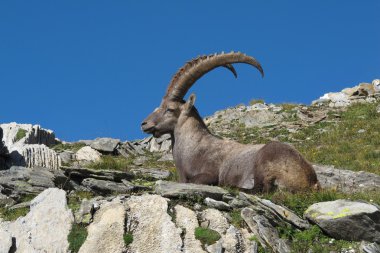 Dinlenme erkek Alp dağ keçisi