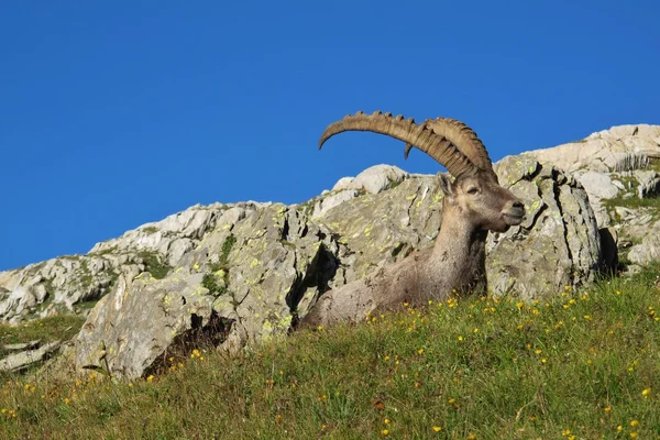 Alpine ibex lying on a meadow with wildflowers — Stock Photo, Image