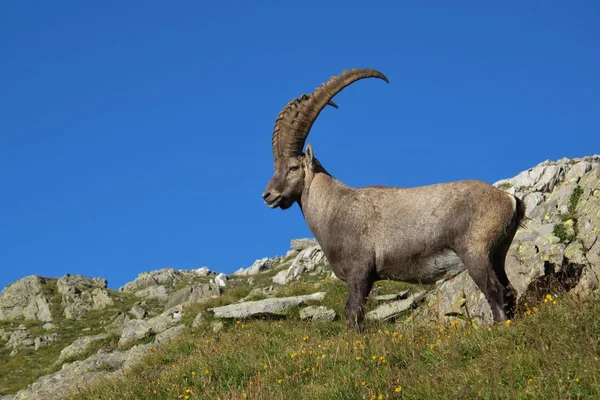 Ständiga manliga alpine Stenbock med stora horn — Stockfoto