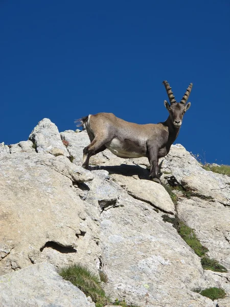 Curioso giovane stambecco alpino guardando in basso — Foto Stock