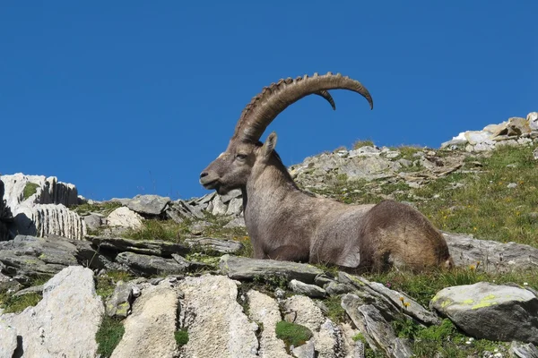 Dinlenme erkek Alp dağ keçisi