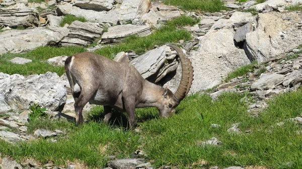 Male alpine ibex grazing — Stock Photo, Image