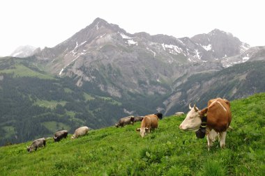 Gstaad yakınındaki dağ çayır üzerinde inekler otlatma